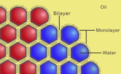 Schematic image showing droplets of different aqueous solutions printed into a solution of lipids in oil. The droplets acquire a lipid monolayer and form bilayers with droplets in the developing network. 