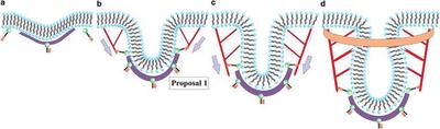 Schematic for endocytosis in yeast using Proposal 1 for the actin filament organization. (a) Clathrin (purple) attaches to the membrane (black/blue) via proteins Sla1 and Ent1/2 (not depicted here) and the protein Sla2 (green/brown) is recruited near the clathrin. (b) Actin (red) attaches to the membrane near the edge of the clathrin bowl via Sla2 and lengthens due to polymerization to initiate tube formation. (c) Actin continues to polymerize and lengthen the tube. (d) BAR proteins (orange) become prominent and surround part of the tube (and the actin). Gray arrows denote the direction of the actin force on the membrane. Note that potential additional actin filaments rooted in the surrounding cytoskeleton and extending toward the invagination site have not been drawn.