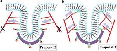 (a) Schematic depicting Proposal 2, where the actin filaments are tethered to the rest of the cytoskeleton, as denoted by the two black Xs, and polymerize inward toward the invagination site. (b) Schematic representing Proposal 3, where there are two local anchoring regions such that two actin networks form to drive tube formation. Gray arrows denote the direction of the actin force on the membrane.