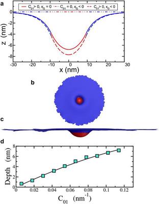 (a) Cell membrane profile, or $z(x,y=0)$, for the parameters stated in the text. The red area denotes the clathrin-bound part of the membrane, and the blue denotes the bare membrane. (b) Top view of the twocomponent membrane model using simulated annealing Monte Carlo methods. (c) Side view of the same configuration. Both images have been rescaled accordingly for presentation purposes. (d) Comparison of the maximum depth (or depth) obtained from the numerical simulation (symbols) with the analytical solution (line) for the intiation stage. All the parameters, except for the varying $C_{01}$, are the same as the $k_G=0$ curve in a. 