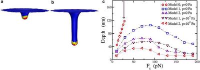 (a) Simulation results for Model 1 with total applied force $F_t=10 pN$. The total force is applied to only the yellow part of the membrane (at the vertices). Red denotes the Sla1/Ent1/2 bound part of the membrane and blue denotes the bare membrane. (b) Same as (a), but with applied force $F_t=50 pN$; (c) Comparison of the depth as a function of Ft for three different models with zero and nonzero turgor pressure, $p$. Again, the error bar is of the order of the symbol size. The arrow pointing downward denotes the value of $F_{eq}$ for reference.